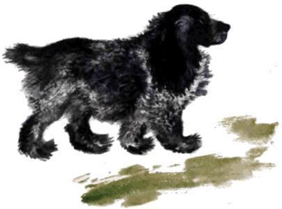 пёс
