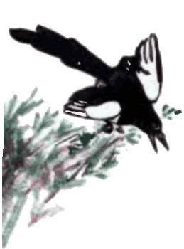 Тюпа, Томка и сорока (рассказ) сорока