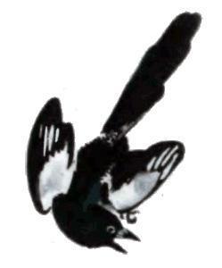 Тюпа, Томка и сорока (рассказ) сорока