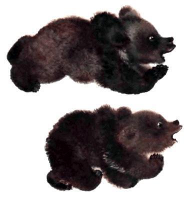 Тюпа, Томка и сорока (рассказ) медведи