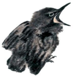 Тюпа, Томка и сорока (рассказ) галчонок