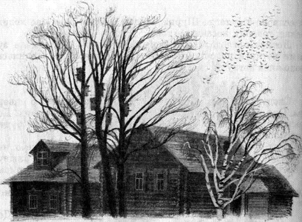 У кривой сосны