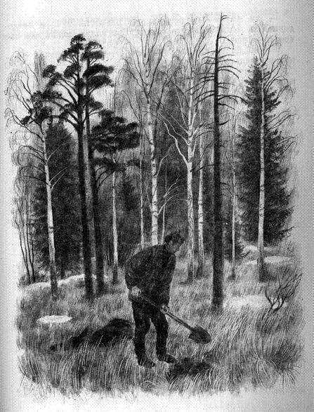 У кривой сосны