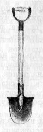 У кривой сосны