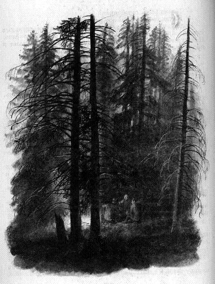 У кривой сосны