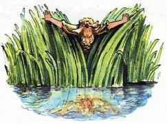 Эльза в камышах