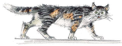 Сравнительно умная кошка