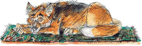 Умная собака