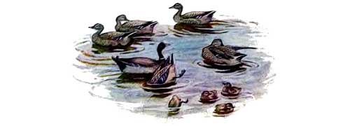 утки плавают в озере в воде
