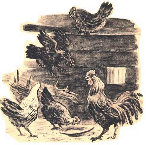 Утренние лучи (рассказ) куры