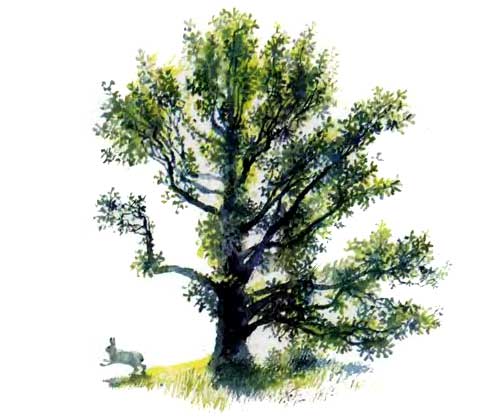 заяц у дерева