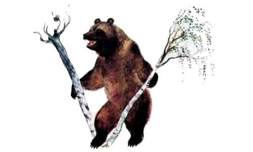медведь ломает деревья