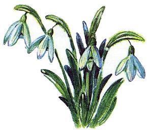 Великан на поляне, или Первые уроки экологической этики Подснежники