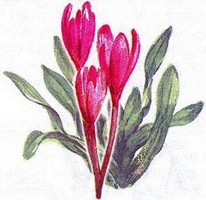 Великан на поляне, или Первые уроки экологической этики Безвременники