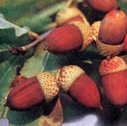 Великан на поляне, или Первые уроки экологической этики жёлуди