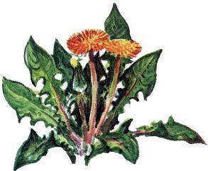 Великан на поляне, или Первые уроки экологической этики одуванчик