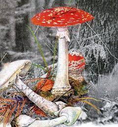 Великан на поляне, или Первые уроки экологической этики мухомор