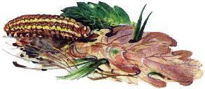 Великан на поляне, или Первые уроки экологической этики ГУСЕНИЦА