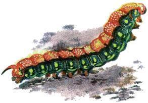 Великан на поляне, или Первые уроки экологической этики ГУСЕНИЦА