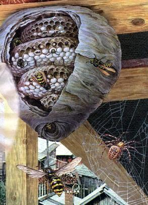 Великан на поляне, или Первые уроки экологической этики осинное гнездо