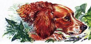 Великан на поляне, или Первые уроки экологической этики пёс