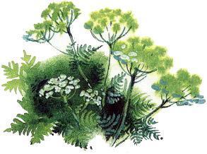 Великан на поляне, или Первые уроки экологической этики трава