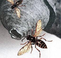 Великан на поляне, или Первые уроки экологической этики оса