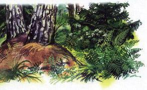 Великан на поляне, или Первые уроки экологической этики муравьи