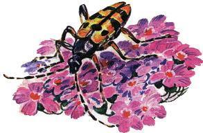 Великан на поляне, или Первые уроки экологической этики муравьи