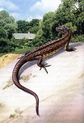 Великан на поляне, или Первые уроки экологической этики ящерица