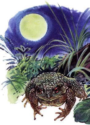 Великан на поляне, или Первые уроки экологической этики жаба