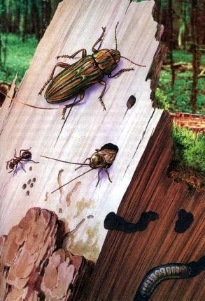 Великан на поляне, или Первые уроки экологической этики жуки