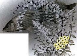 Великан на поляне, или Первые уроки экологической этики рыба