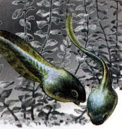 Великан на поляне, или Первые уроки экологической этики головастики