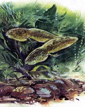 Великан на поляне, или Первые уроки экологической этики головастики