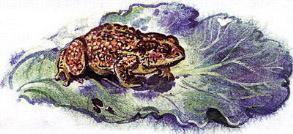 Великан на поляне, или Первые уроки экологической этики жаба