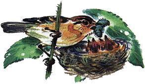 Великан на поляне, или Первые уроки экологической этики птица кормит птенцов в гнезде