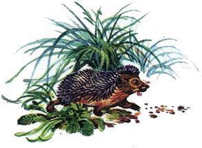 Великан на поляне, или Первые уроки экологической этики ёж