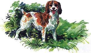 Великан на поляне, или Первые уроки экологической этики пёс