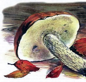 Великан на поляне, или Первые уроки экологической этики гриб