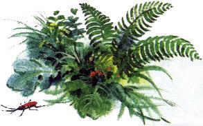 Великан на поляне, или Первые уроки экологической этики папоротник