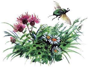 Великан на поляне, или Первые уроки экологической этики жук