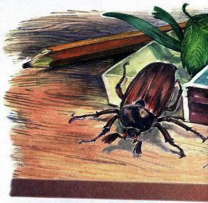 Великан на поляне, или Первые уроки экологической этики МАЙСКИЙ ЖУК