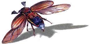 Великан на поляне, или Первые уроки экологической этики МАЙСКИЙ ЖУК