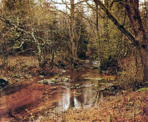 речушка в лесу