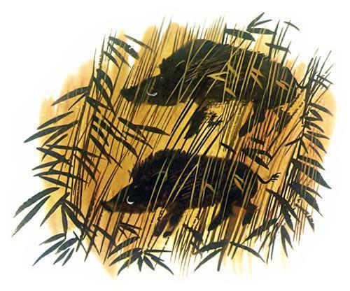 кабаны в траве