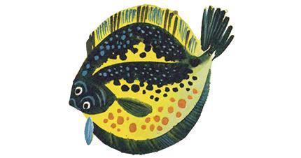 Вересковый край (рассказы) камбала