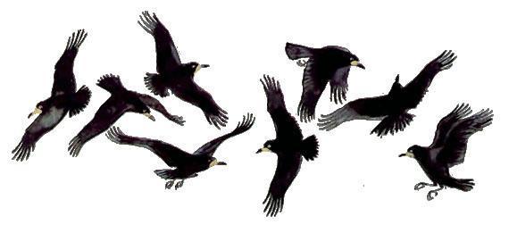 Весеннее небо: Грач (рассказ) грачи