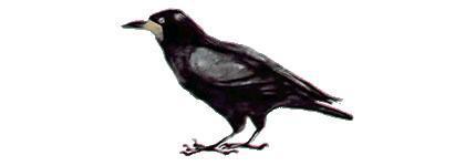 Весеннее небо: Грач (рассказ) грач