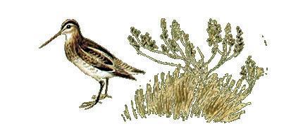 Весеннее небо: Воздушный барашек (рассказ) бекас